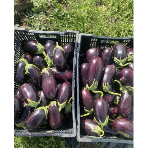 1kg Eggplant - Grown On Our Farm!!