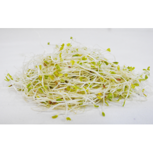 Alfalfa Sprouts   120g Punnet