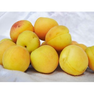 Apricots 1kg