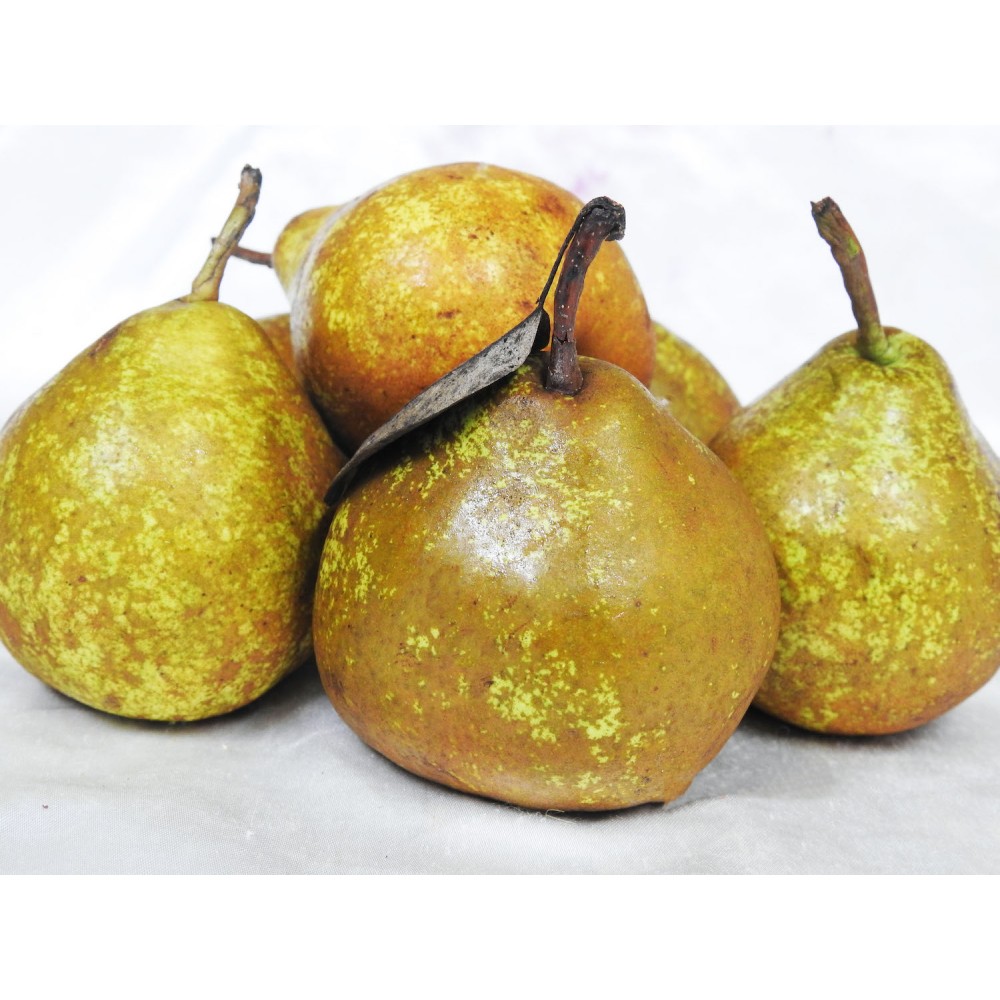 Pears - Beurre Bosc