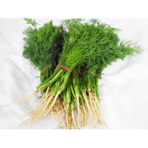 Dill per bunch