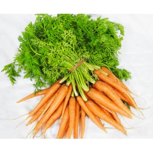 Special Dutch Carrots- 2 bunches for $4.99- From Our Farm 