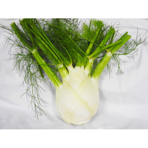  Fennel 