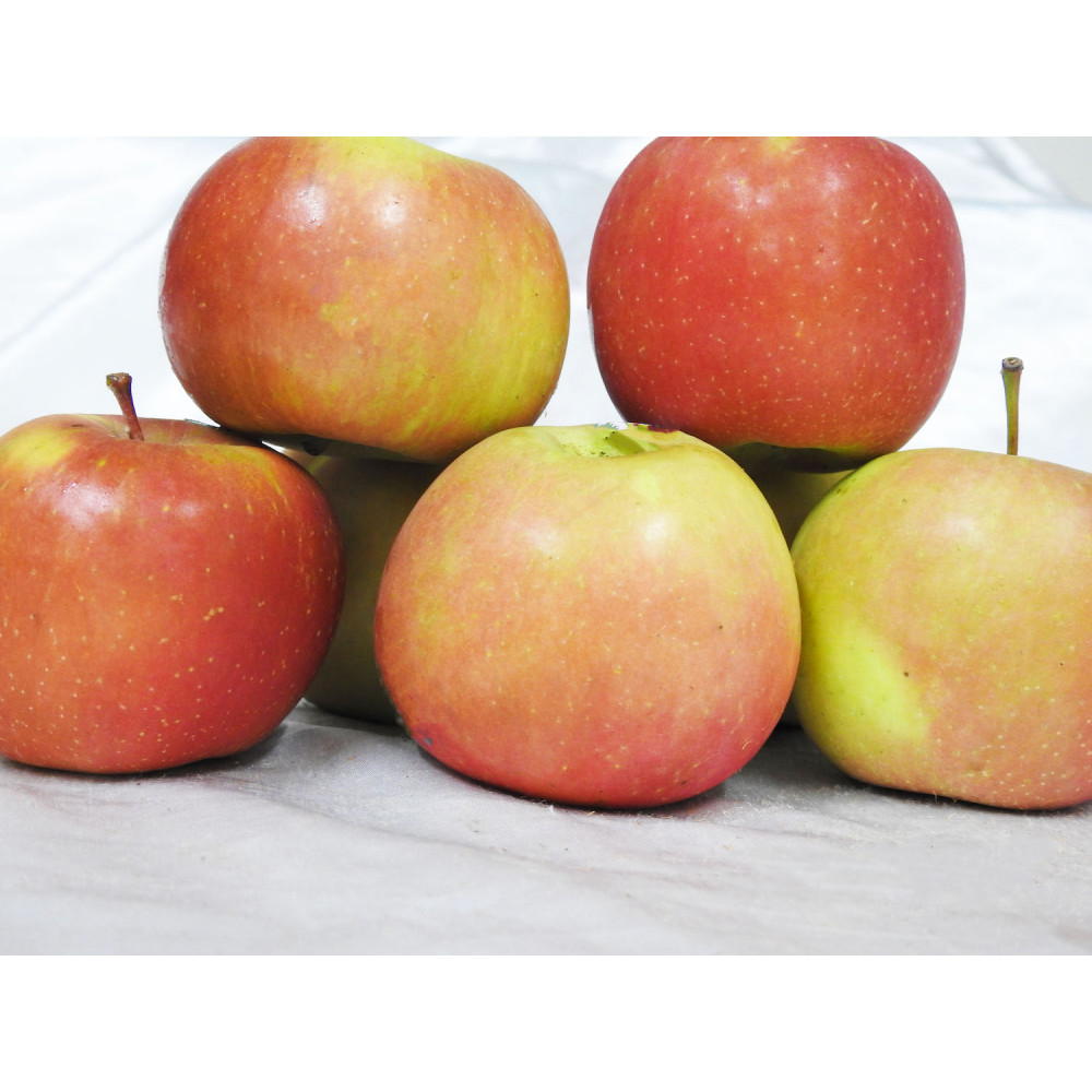 Apples - Fuji (1kg) New Season